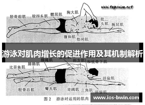 游泳对肌肉增长的促进作用及其机制解析